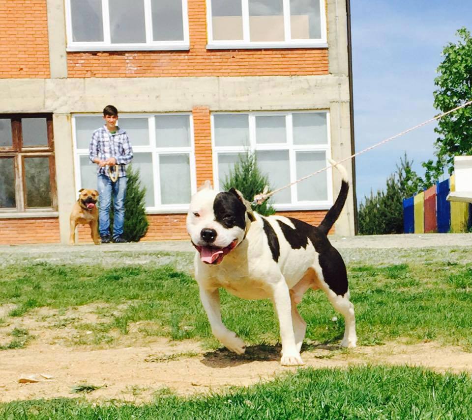 PitBullat e Bukur
