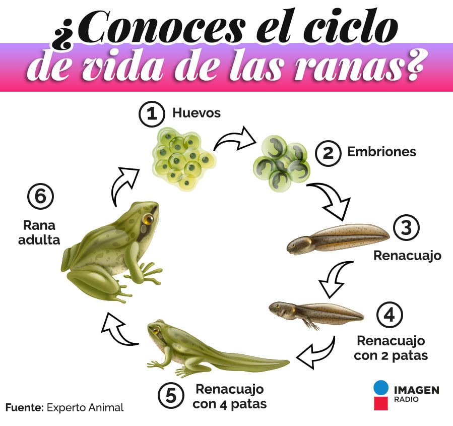 Imagen Radio - 🐸 La reproducción de las ranas comienza en...