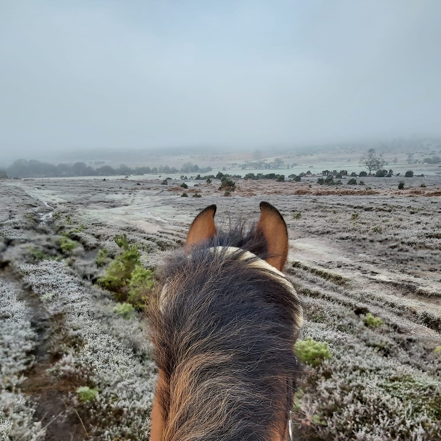Ride New Forest