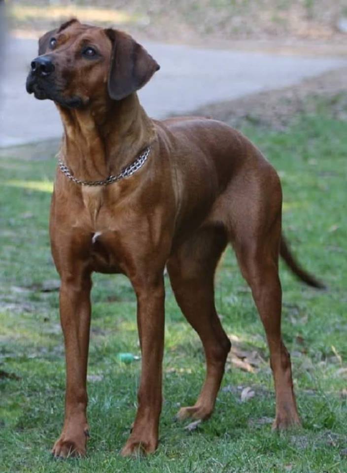 Rhodesian Ridgeback Kennel of Mombasa - Kwelanga