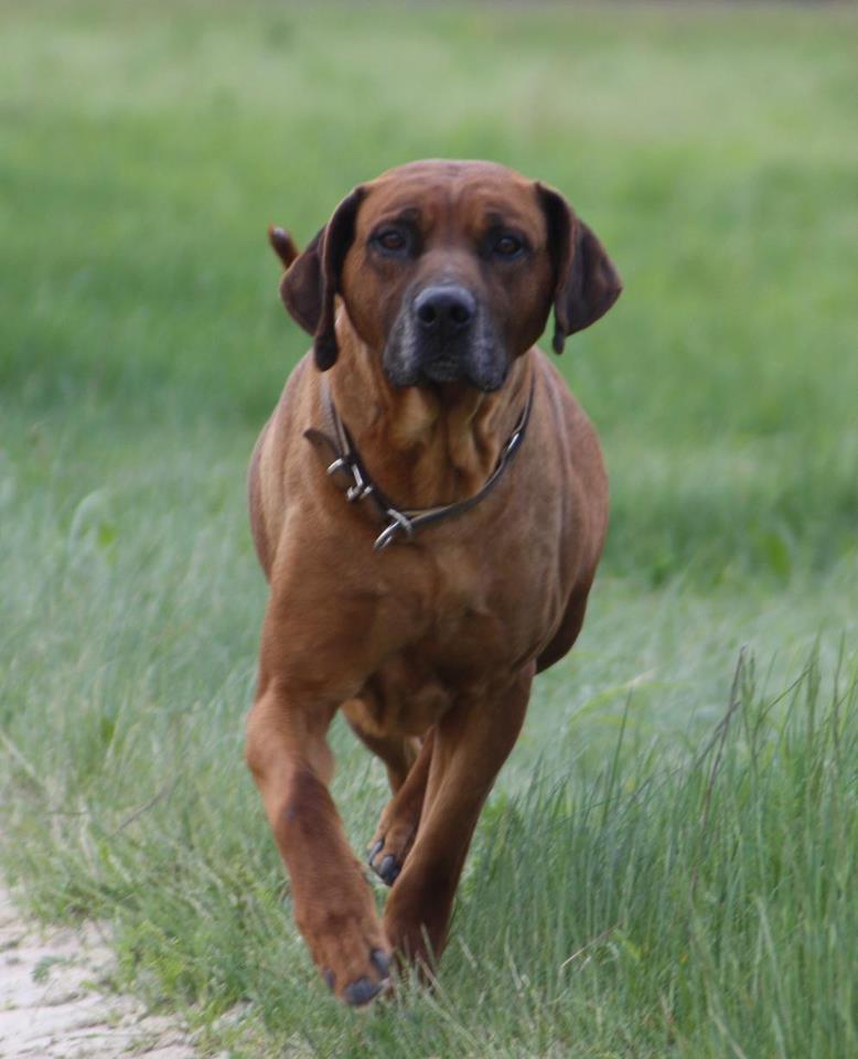 Rhodesian Ridgeback Kennel of Mombasa - Kwelanga