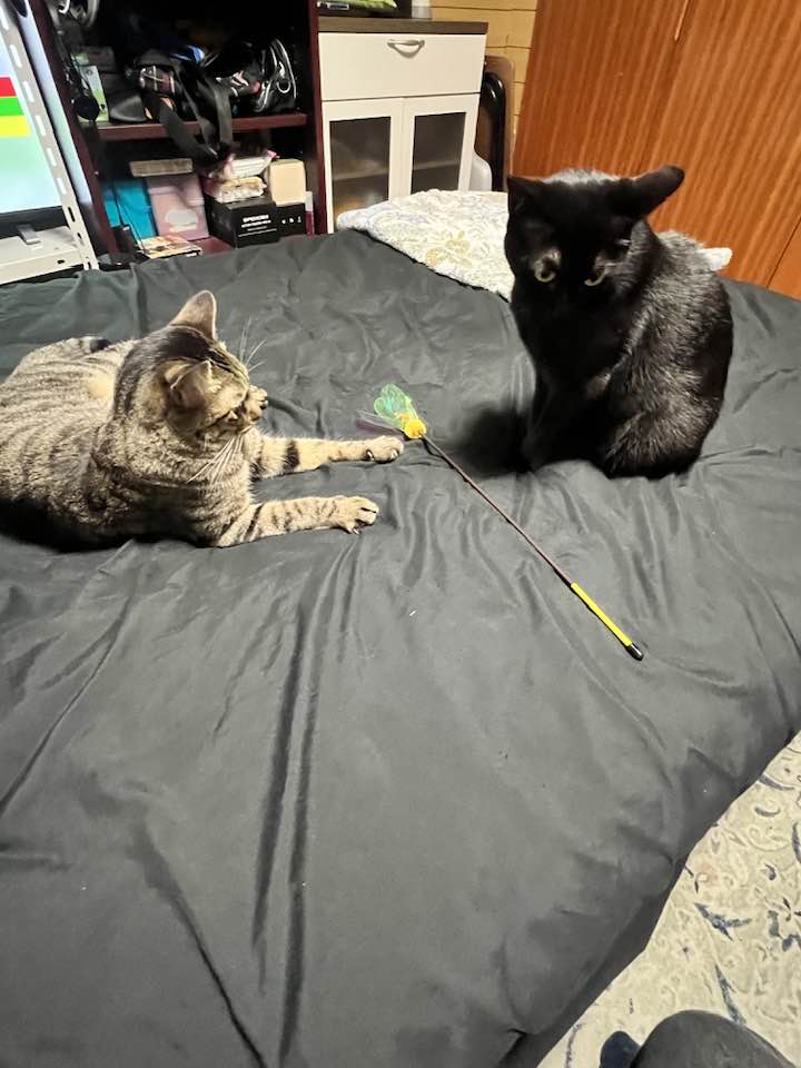 瞑想ねこ　黒猫(〃ω〃) くーちゃん インテリア小物 瞑想ねこ 黒猫(〃ω〃) くーちゃん