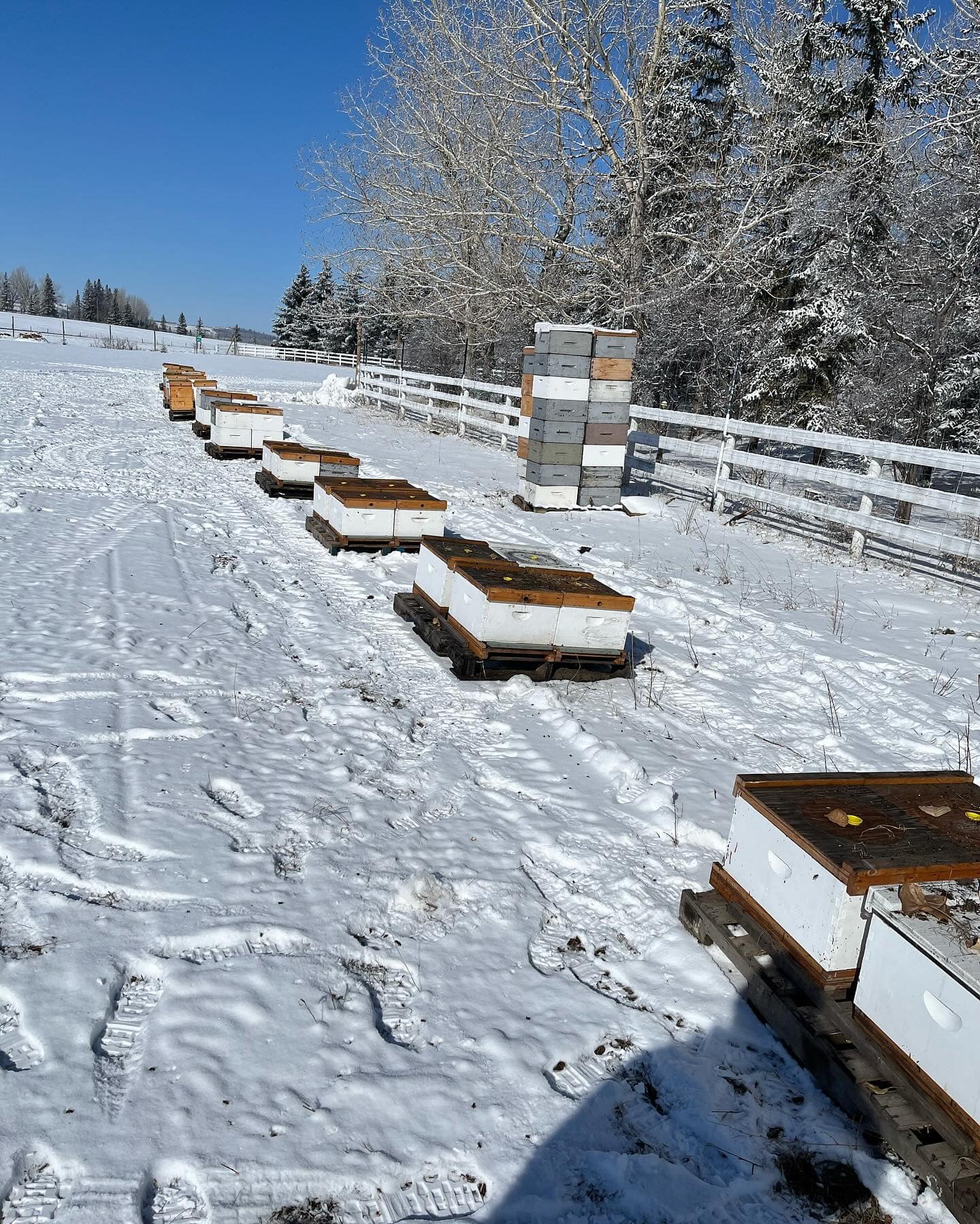 Bow River Bees | Calgary AB