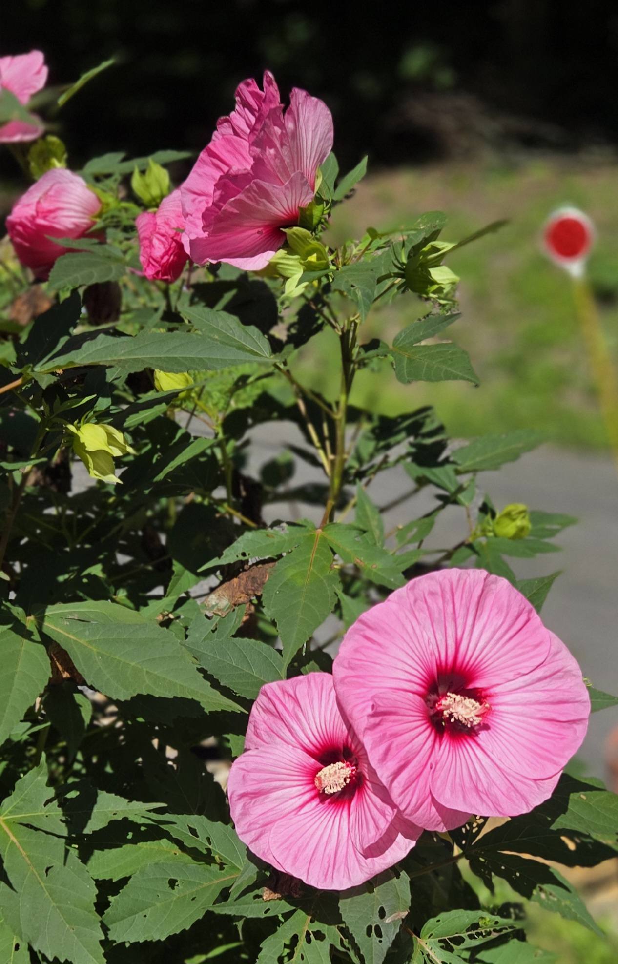 Hardy hibiscus varieties for Zone 6a: Candy Crush, Luna Red, Luna