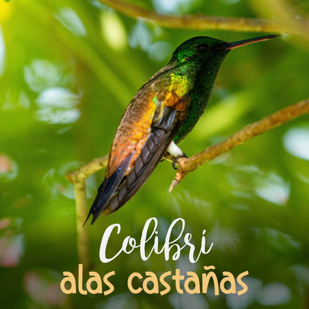 🌟🤎El colibrí Alas Castañas tiene... - Colibríes en Costa Rica