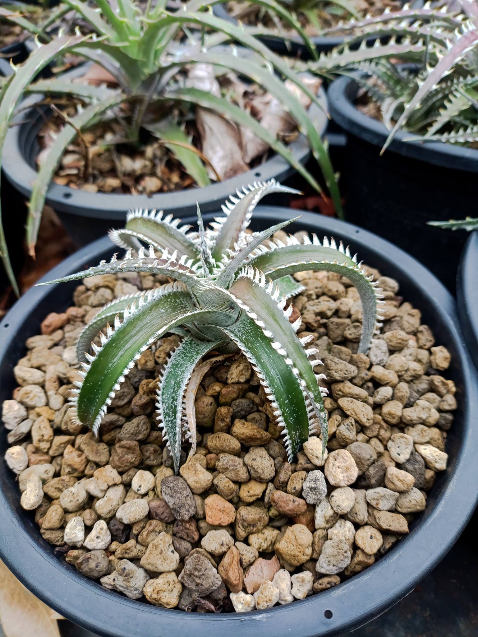 One-year-old Dyckia plant from seedling