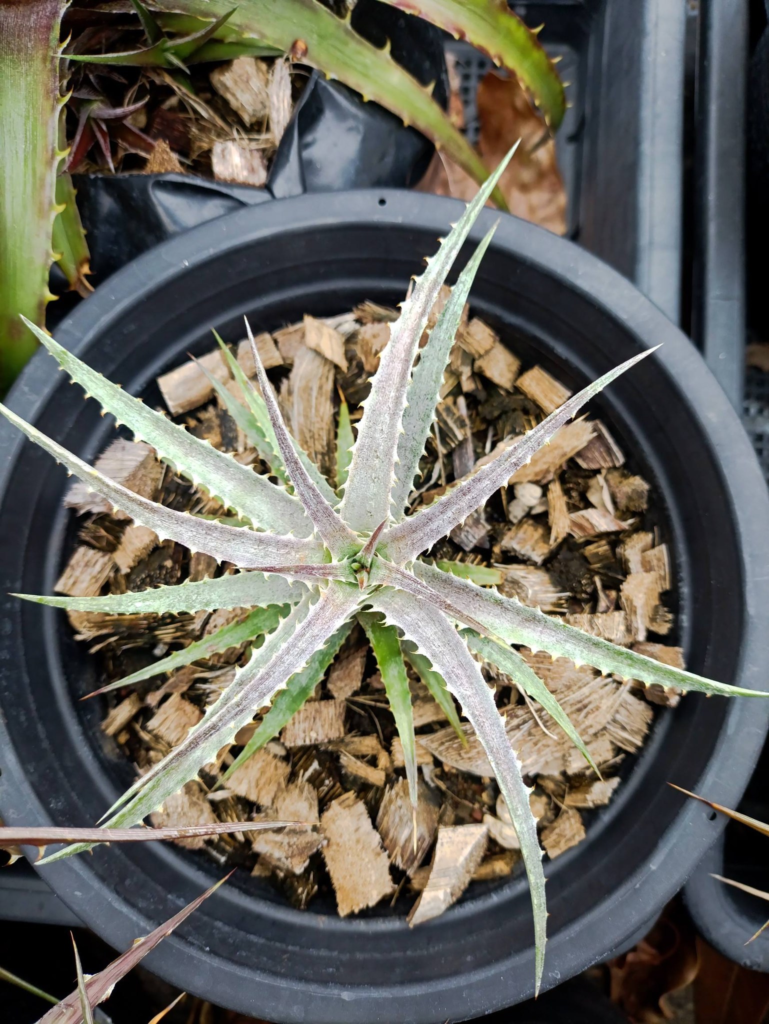 One-year-old Dyckia plant from seedling