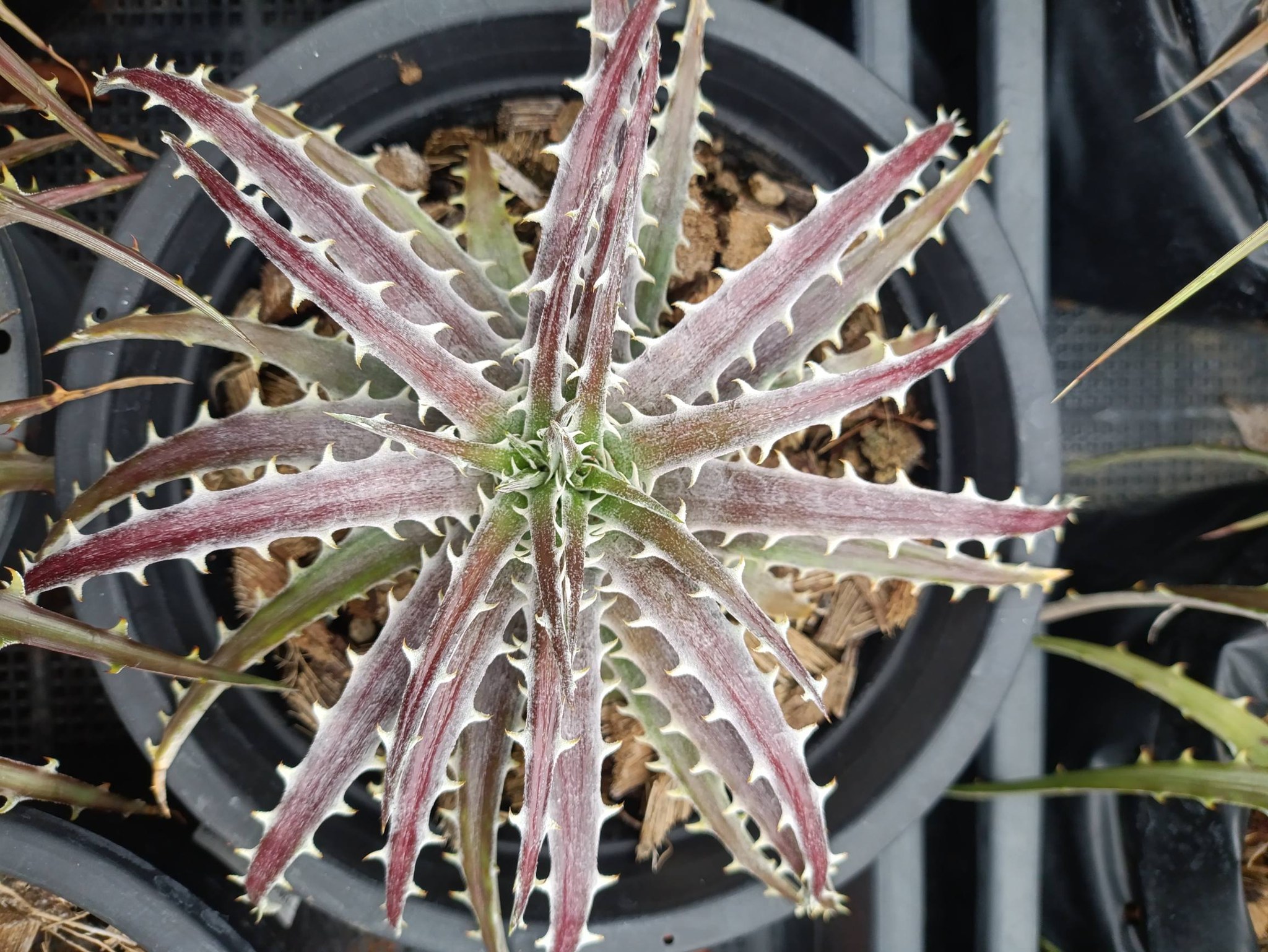 One-year-old Dyckia plant from seedling