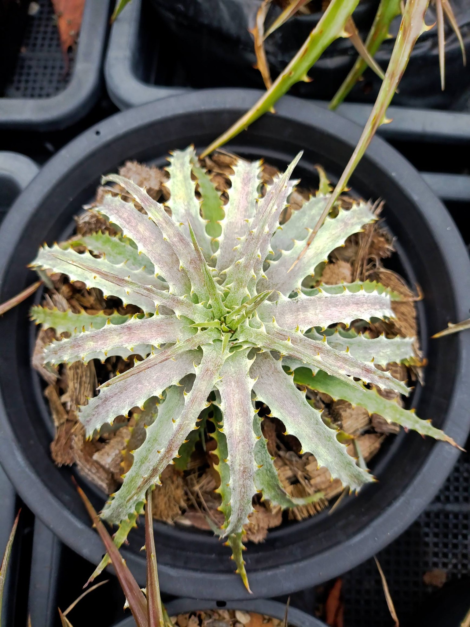 One-year-old Dyckia plant from seedling