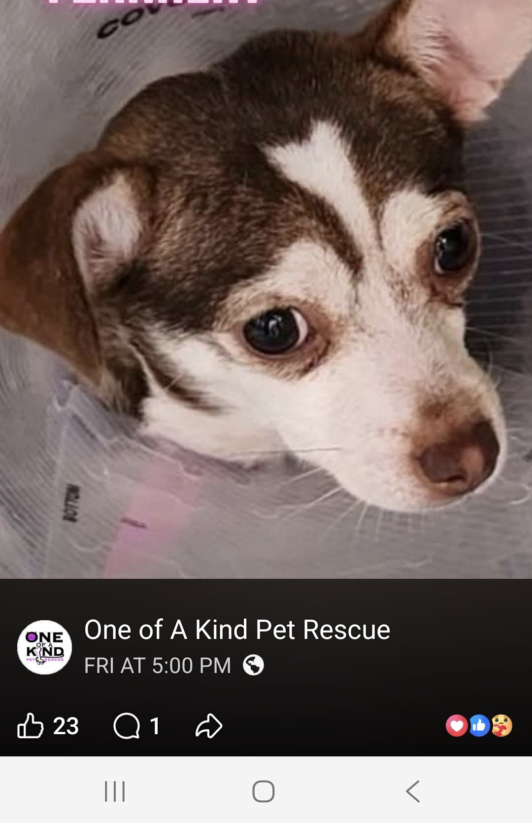 Missing tan and white Chihuahua mix in Seville, Medina County