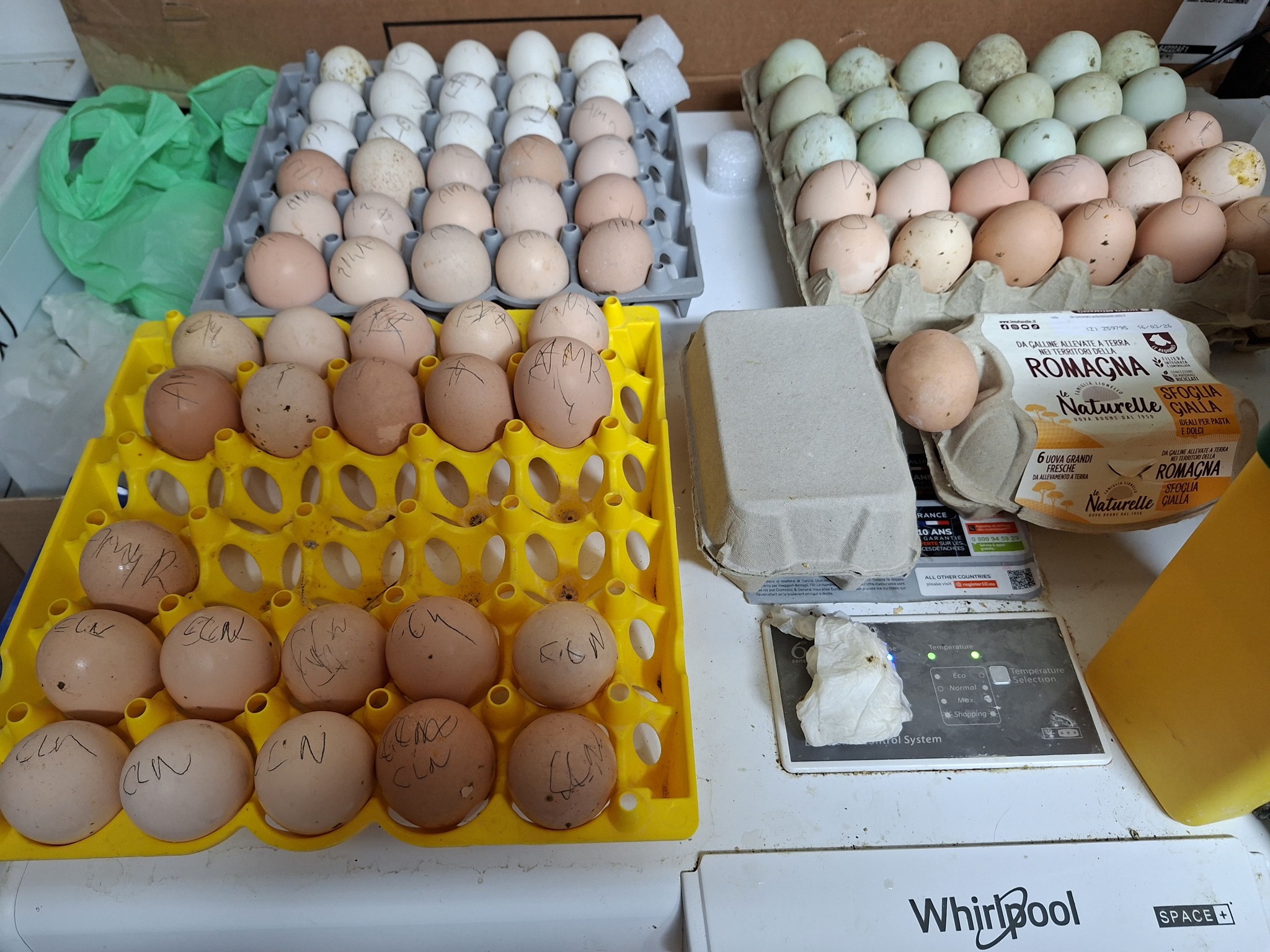 Uova verdi fertili e feconde di gallina Legbar Cream