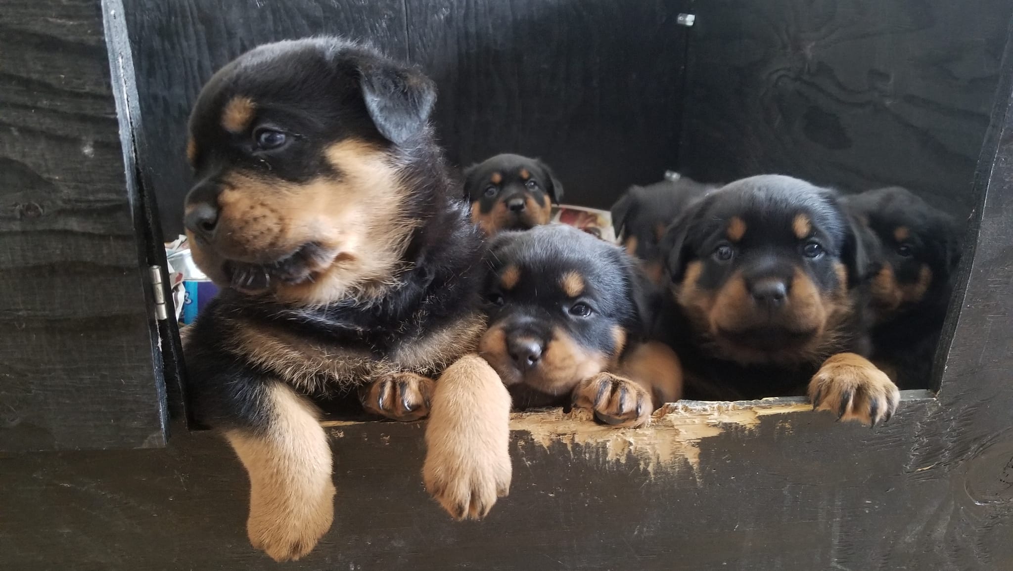 Rottweiler Von Garten