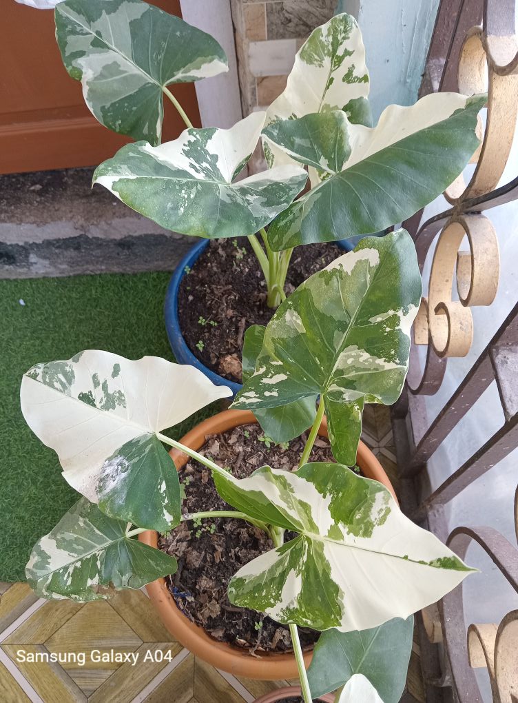 Alocasia Low rider Albo variegated ❤️