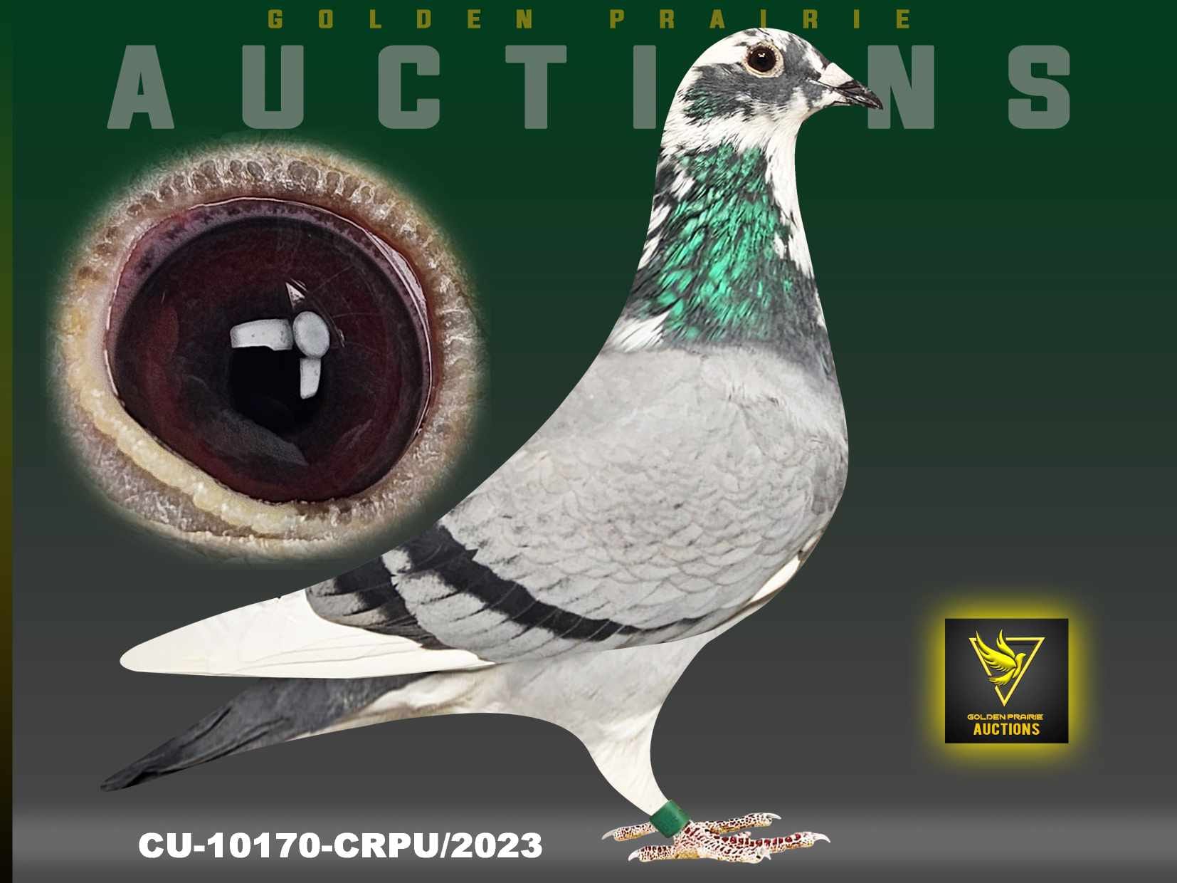 Saskatchewan and Central Canada Racing Pigeons | Rockglen SK