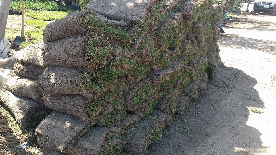 Pasto en Rollo - Pasto tipo Zoysia especial para espacios... | Facebook