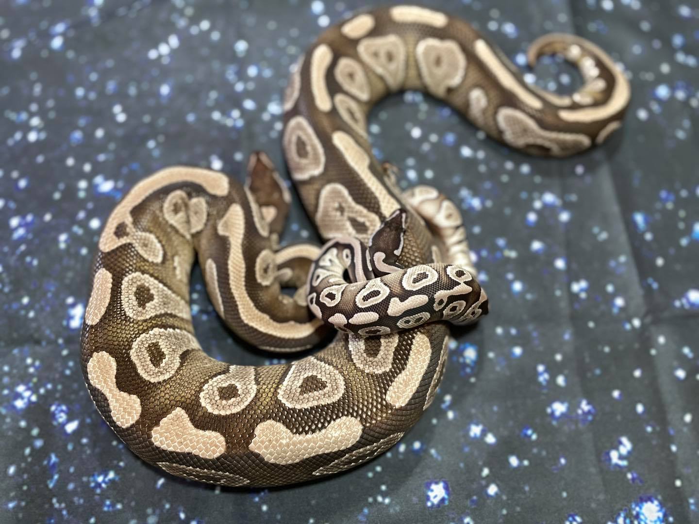 Nebula Exotics - Axanthic Mojave hatchling, pictured with...
