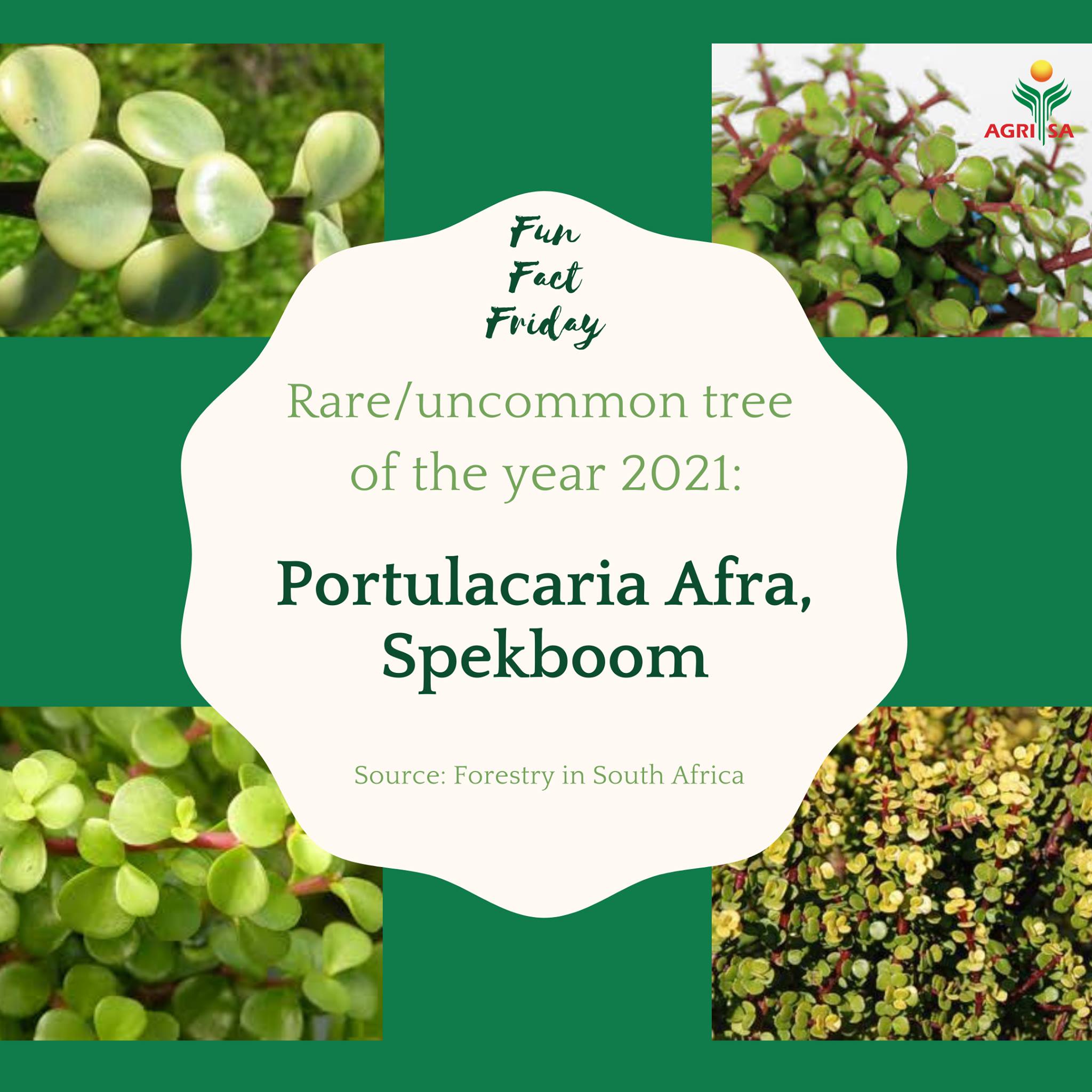 Agri SA - FUN FACT FRIDAY!!! Rare/uncommon tree of the...
