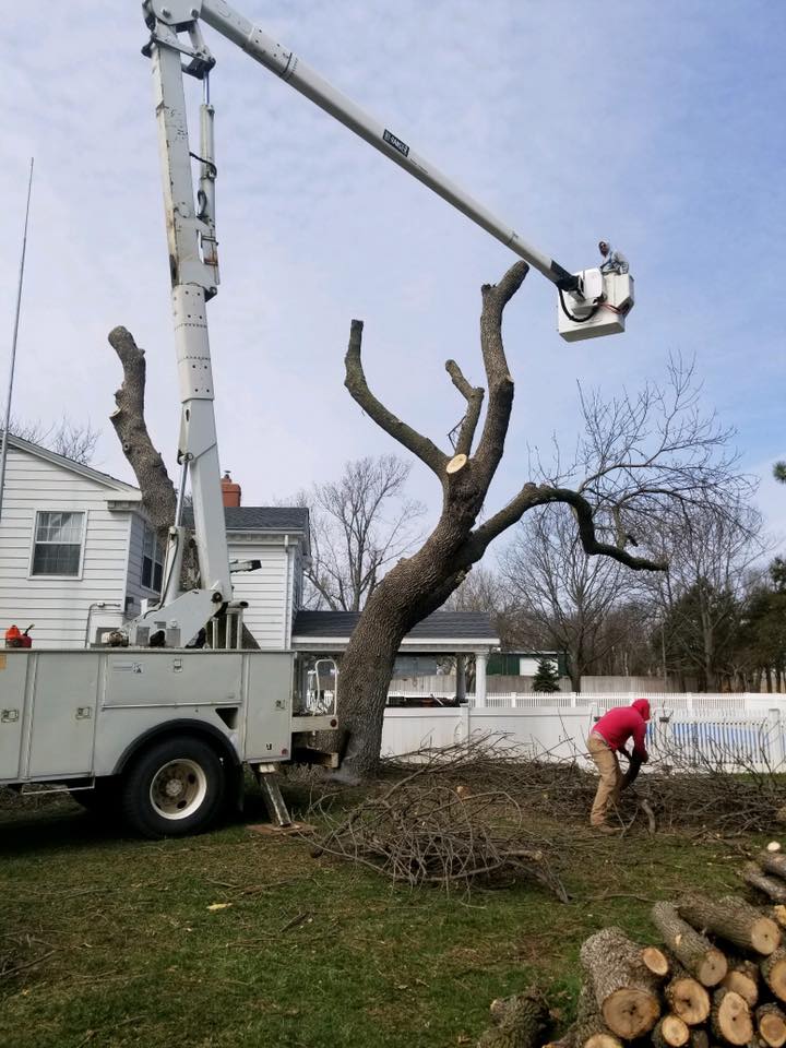 Sallee Tree Service | Saint John KS