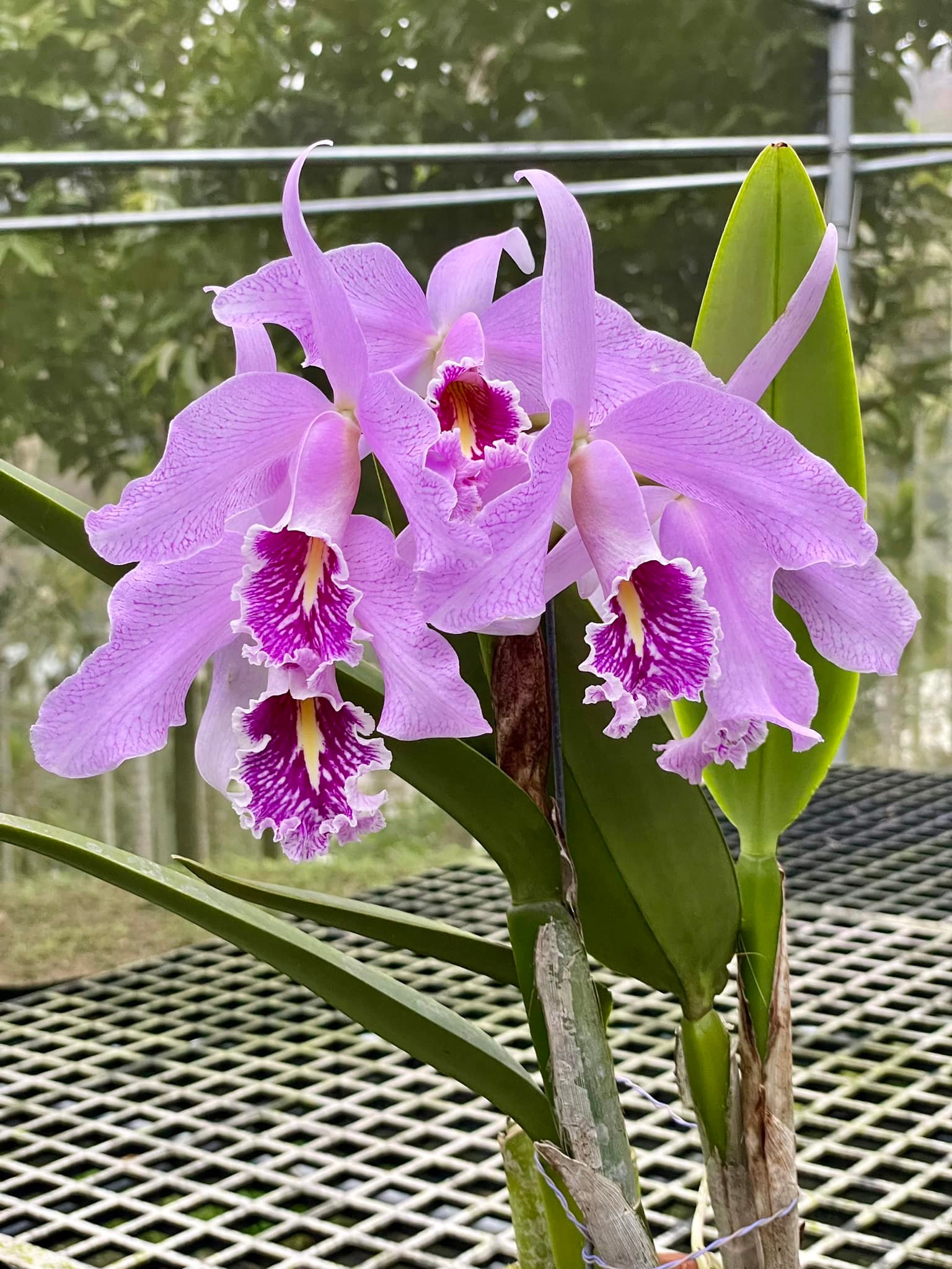 Cattleya maxima var. rubra This is a selfing of the famous var
