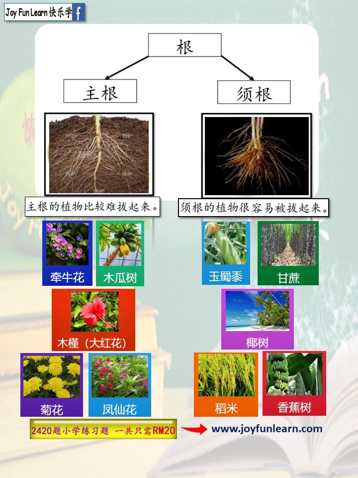 分享👉主根和须根 --------------------... - Joy Fun Learn 快乐学