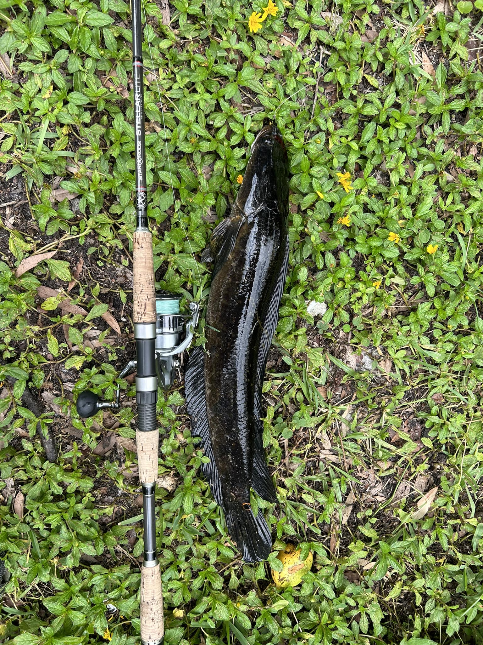 penn battle spinning reel btl8000 II 8000 Baitcasting Reels Model:301 - 6.6:1 LEFTY graphite Shakespeare Disney Pixar Cars