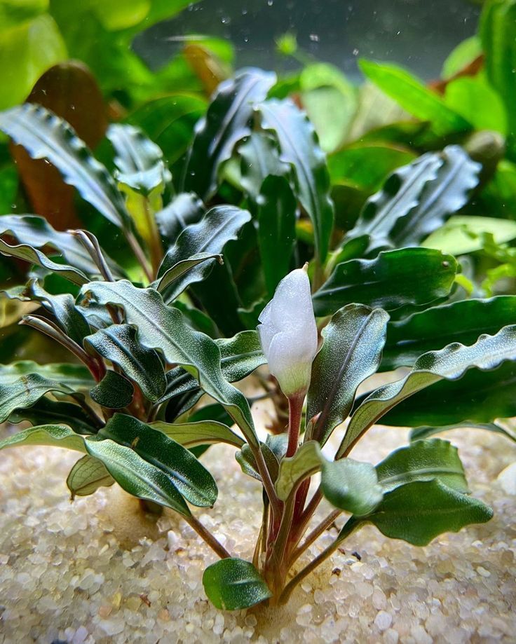 Bucephalandra pearl gray aquatic plant features