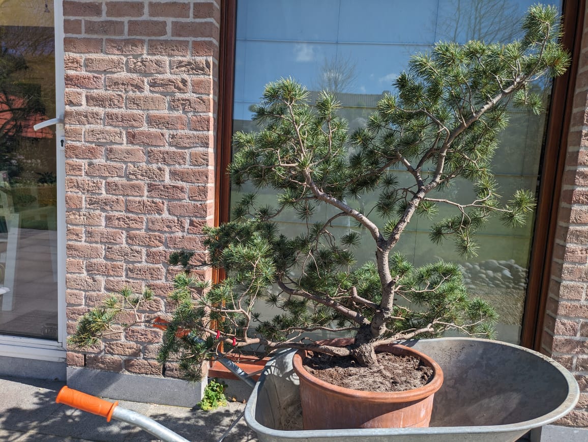 How to shape a new bonsai tree into a classic s shape