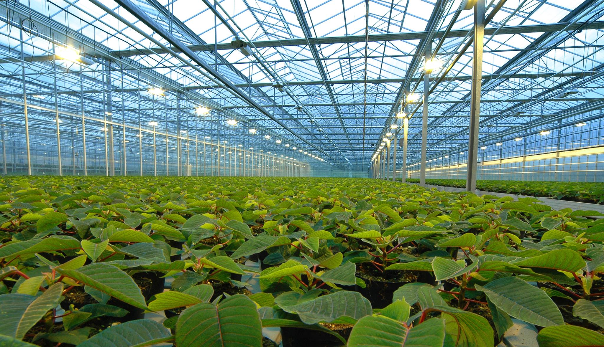Soilless Magazine | Varna
