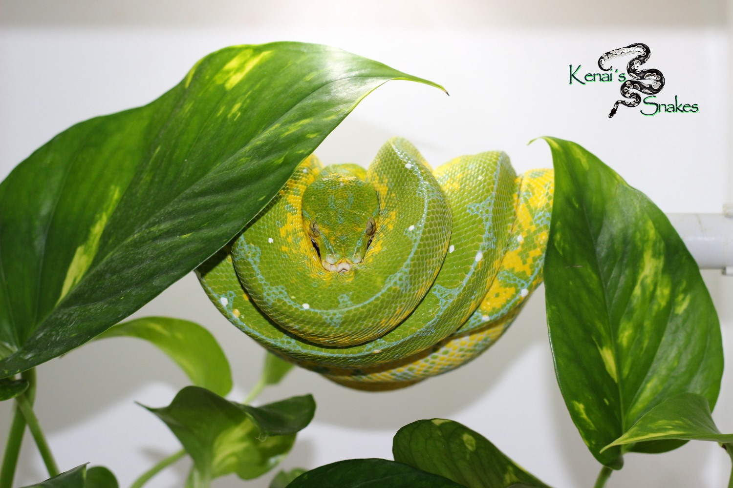 Kenai's Snakes - 1.0 High Yellow Blue Line CB 04/2013... | Facebook