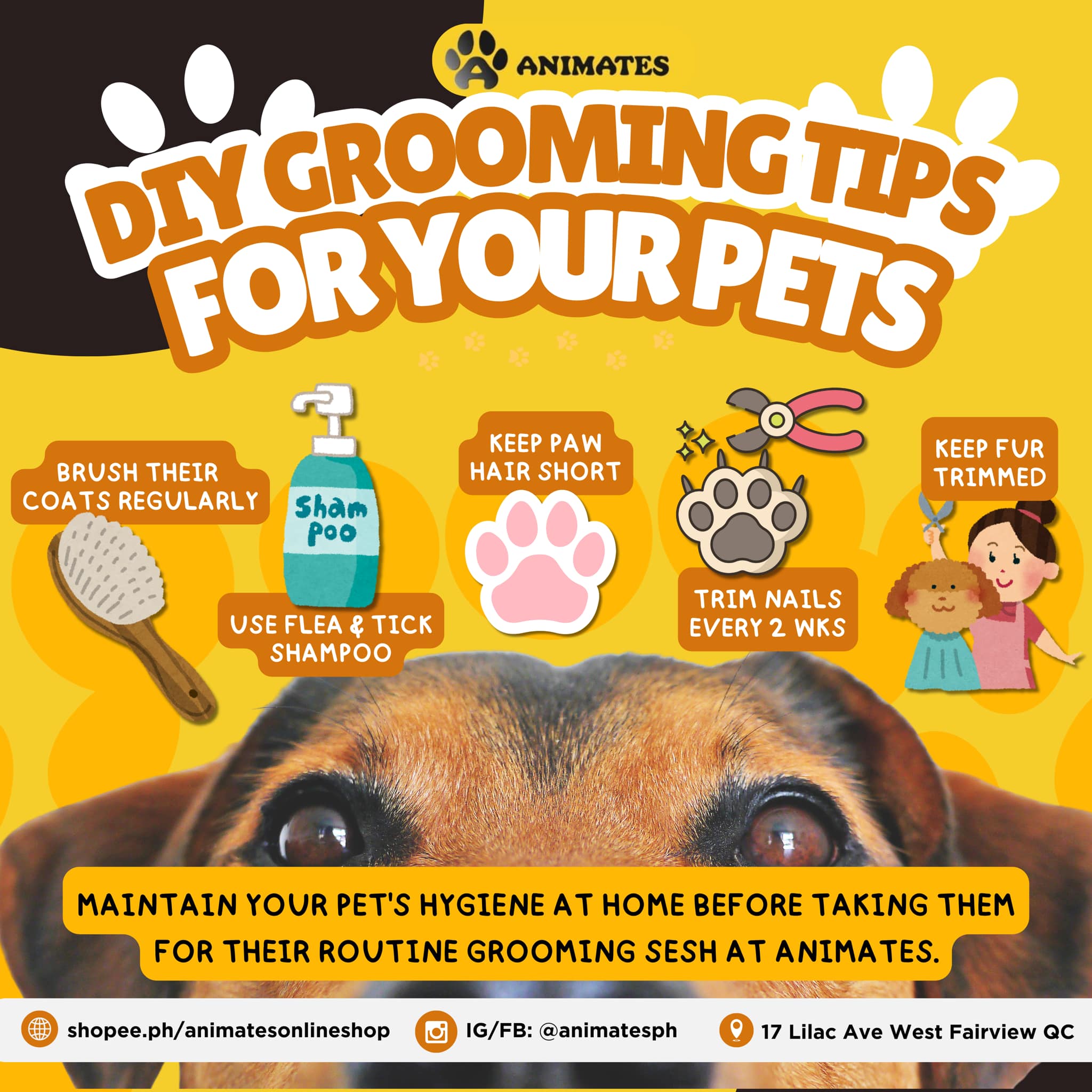 Animates PH - 🐾🐶𝗗𝗜𝗬 𝗣𝗘𝗧 𝗚𝗥𝗢𝗢𝗠𝗜𝗡𝗚 𝗧𝗜𝗣𝗦🐱🐾 While we wait for... | Facebook