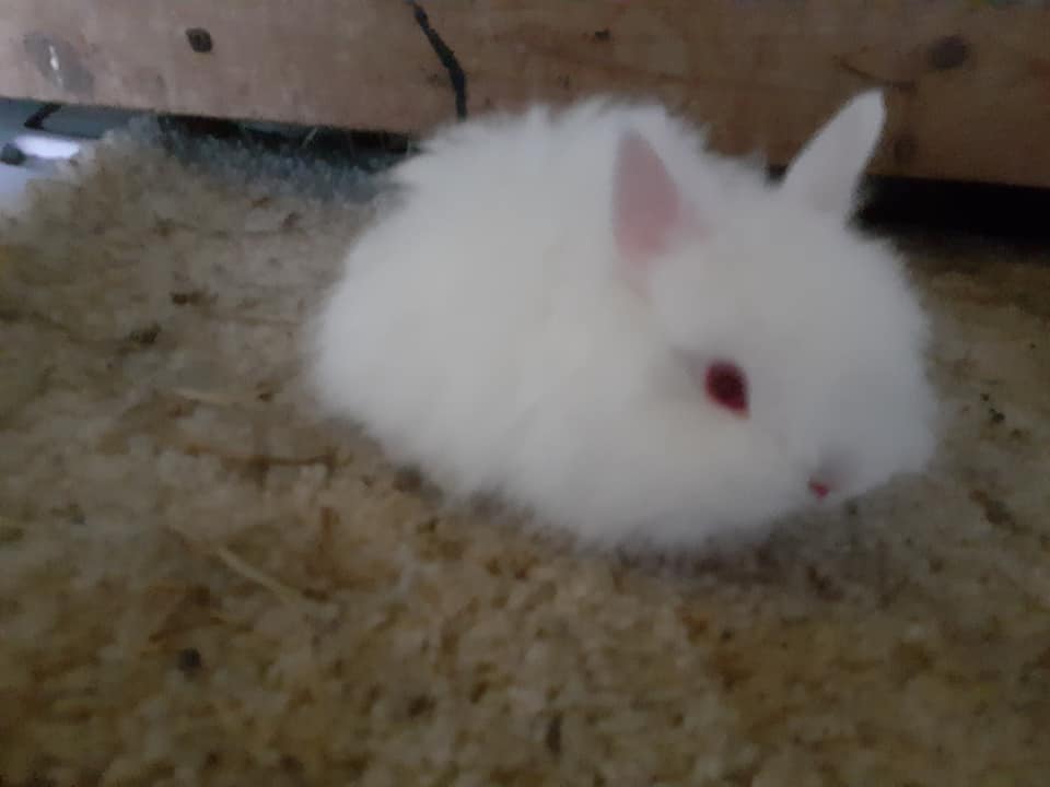 Keppy's Rabbits | Albion PA