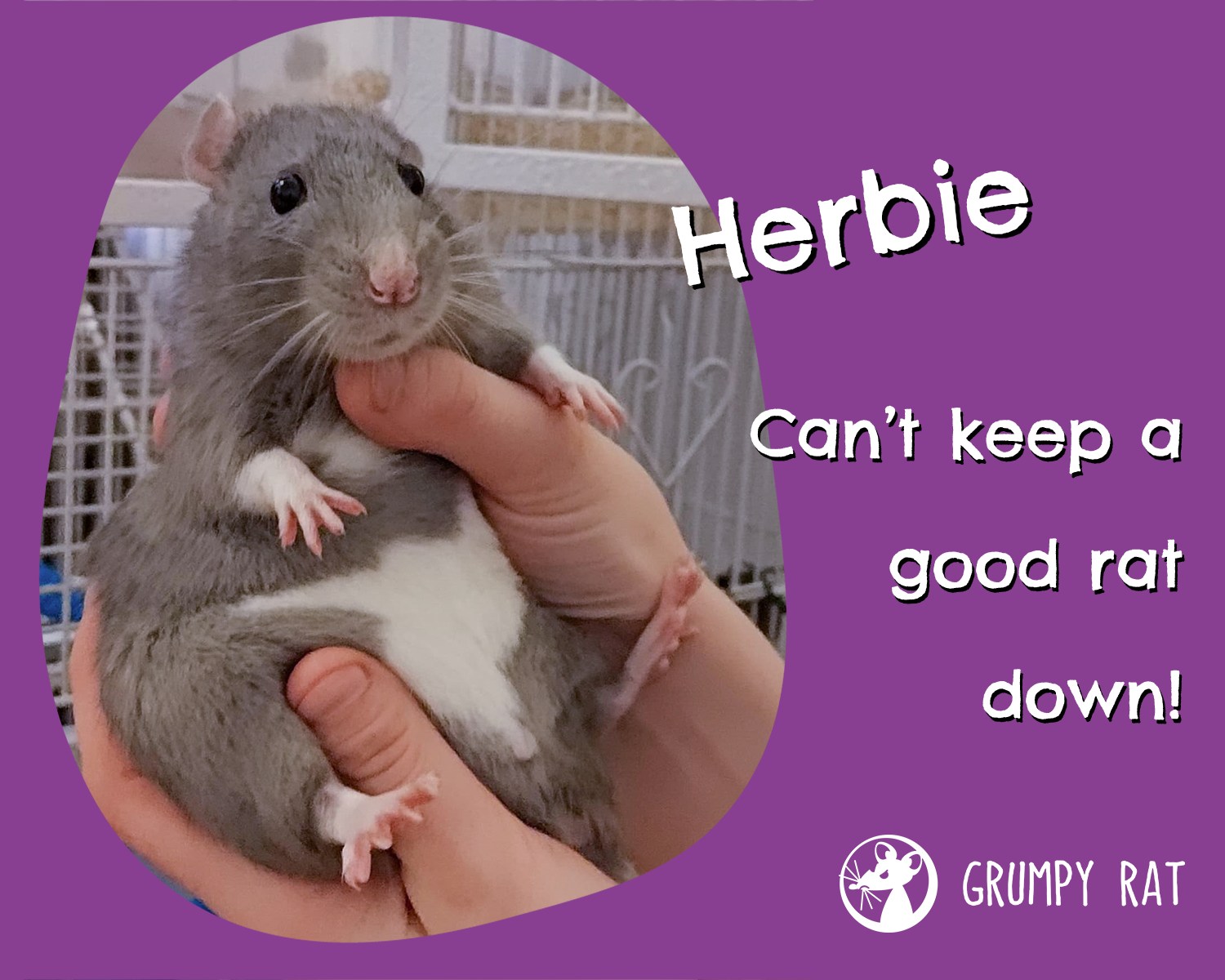 Grumpy Rat - Herbie - photogenic as always! 🐭 Photo by...
