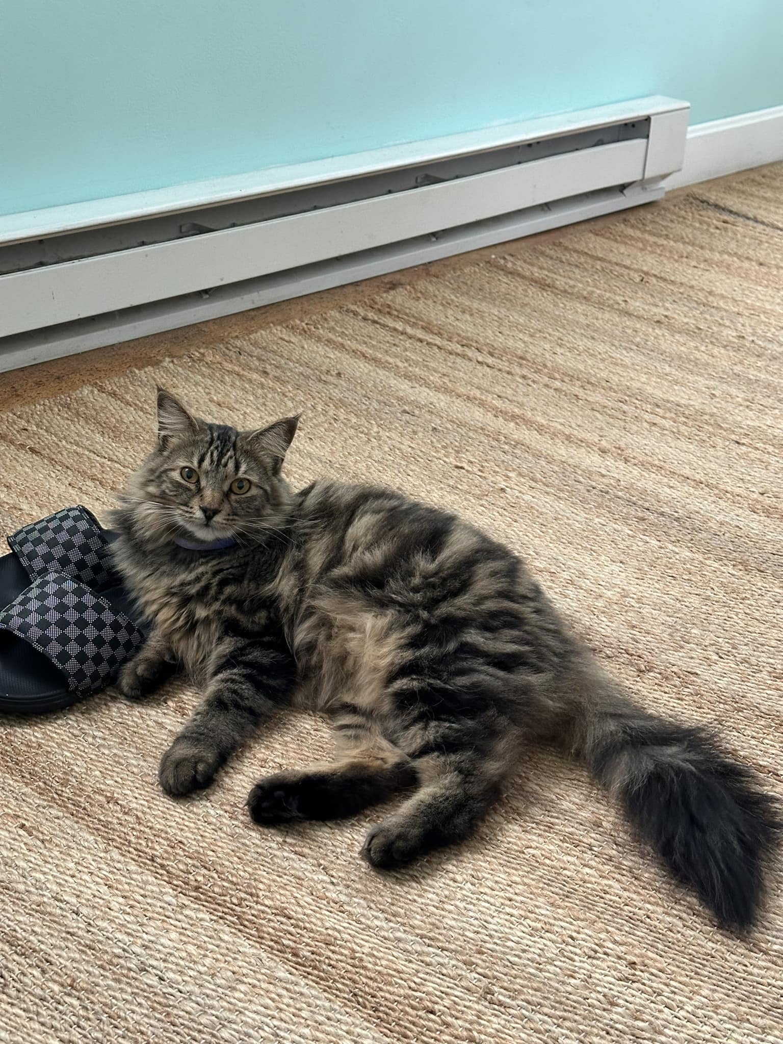 Found in Lowell A4038992. If you know this kitty or have a missing