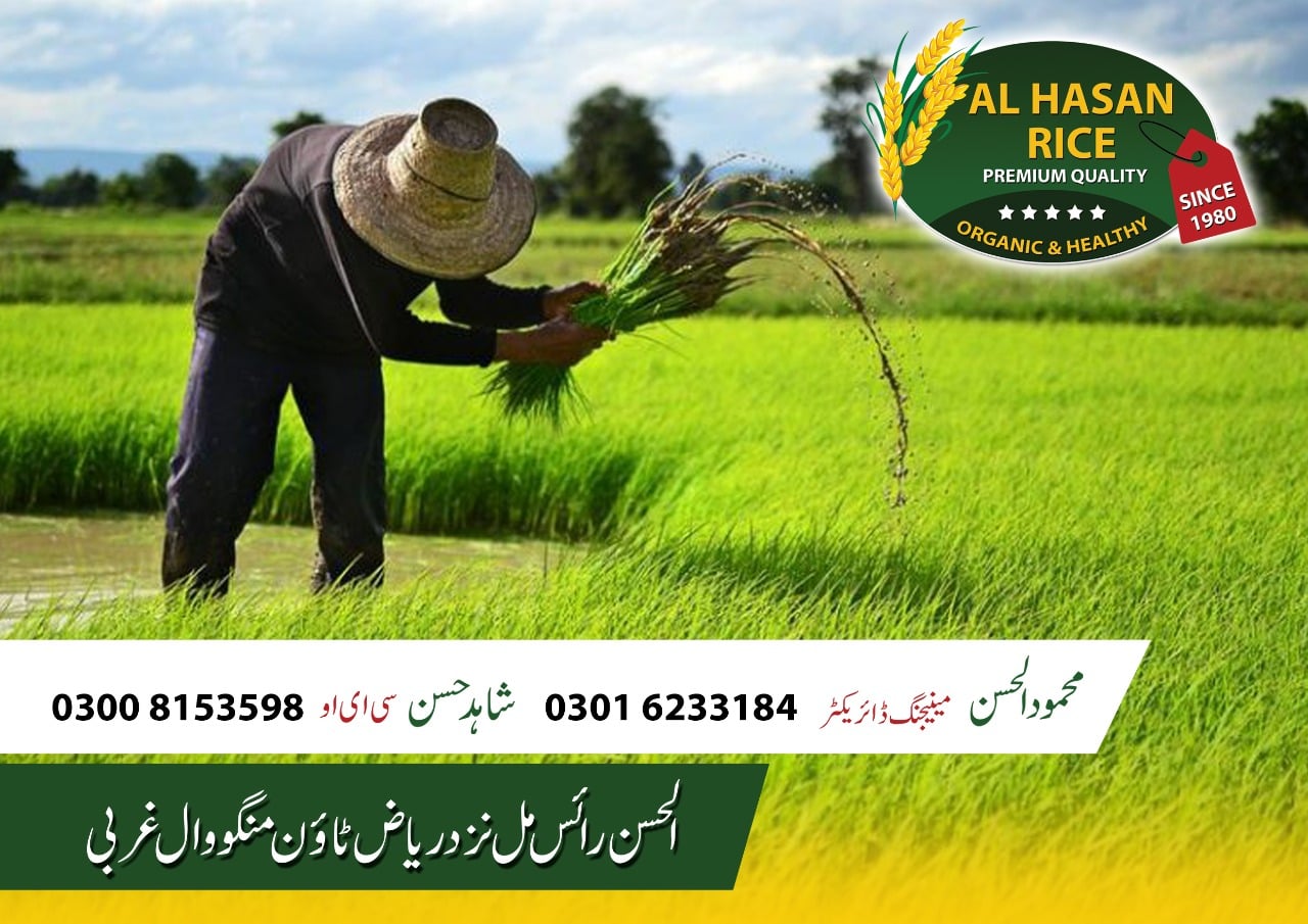 AL-Hassan Rice Mill. | Gujrat
