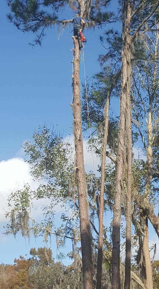 BT Tree Service LLC