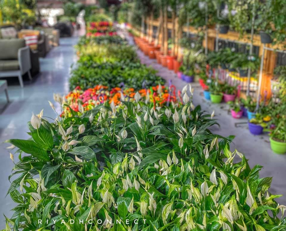 Riyadhconnect Welcome To The Sultan Garden Centre Where Facebook
