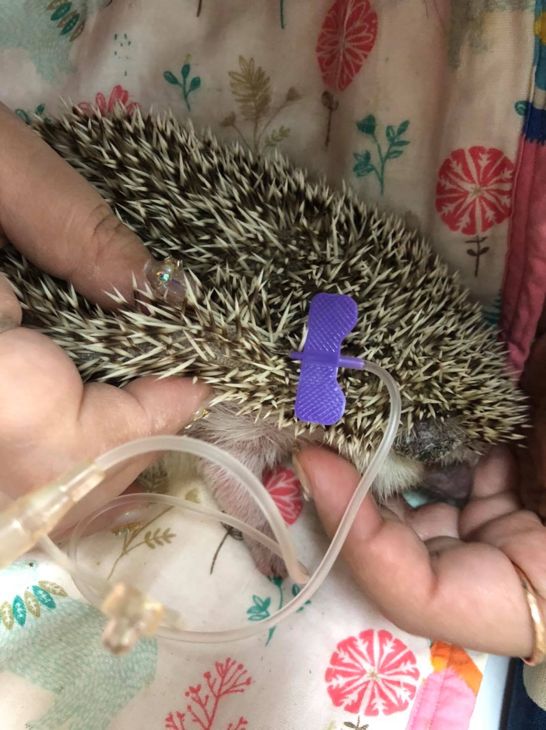 魏啥麻寵物文創 - 🦔小刺娘打皮下💉💦 第一次幫刺蝟打營養針皮下輸液 幸好很順利～...