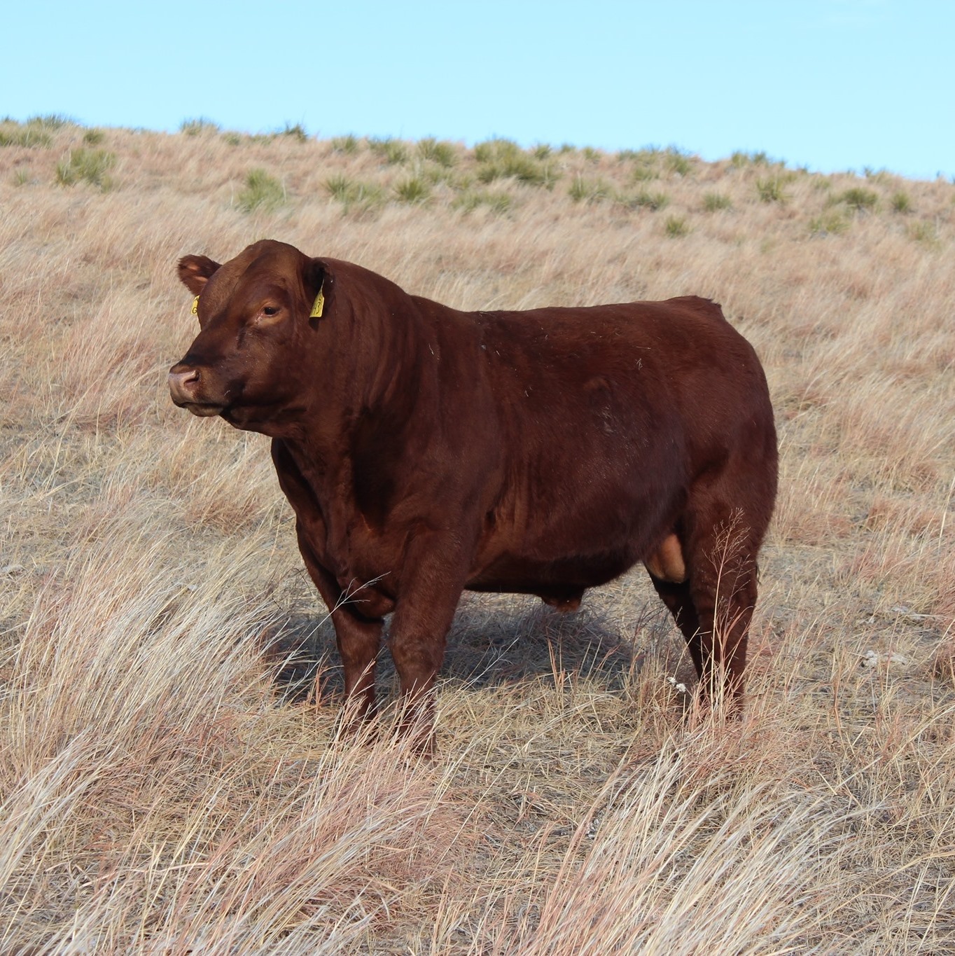 Bull sale this Saturday along with Bowlin cattle. Valentine Livestock # ...