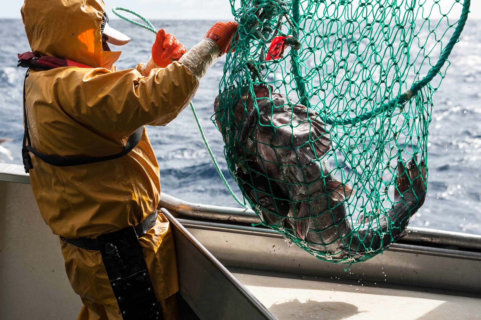 The MSC Certified Patagonian toothfish... - MSC in Hong Kong