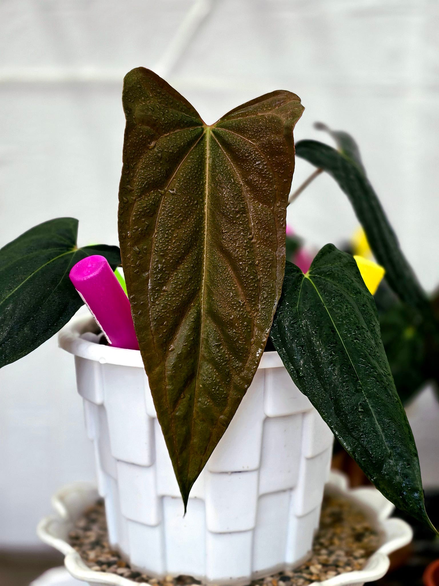 Anthurium RVDP x Ralph Lynam🇮🇩
