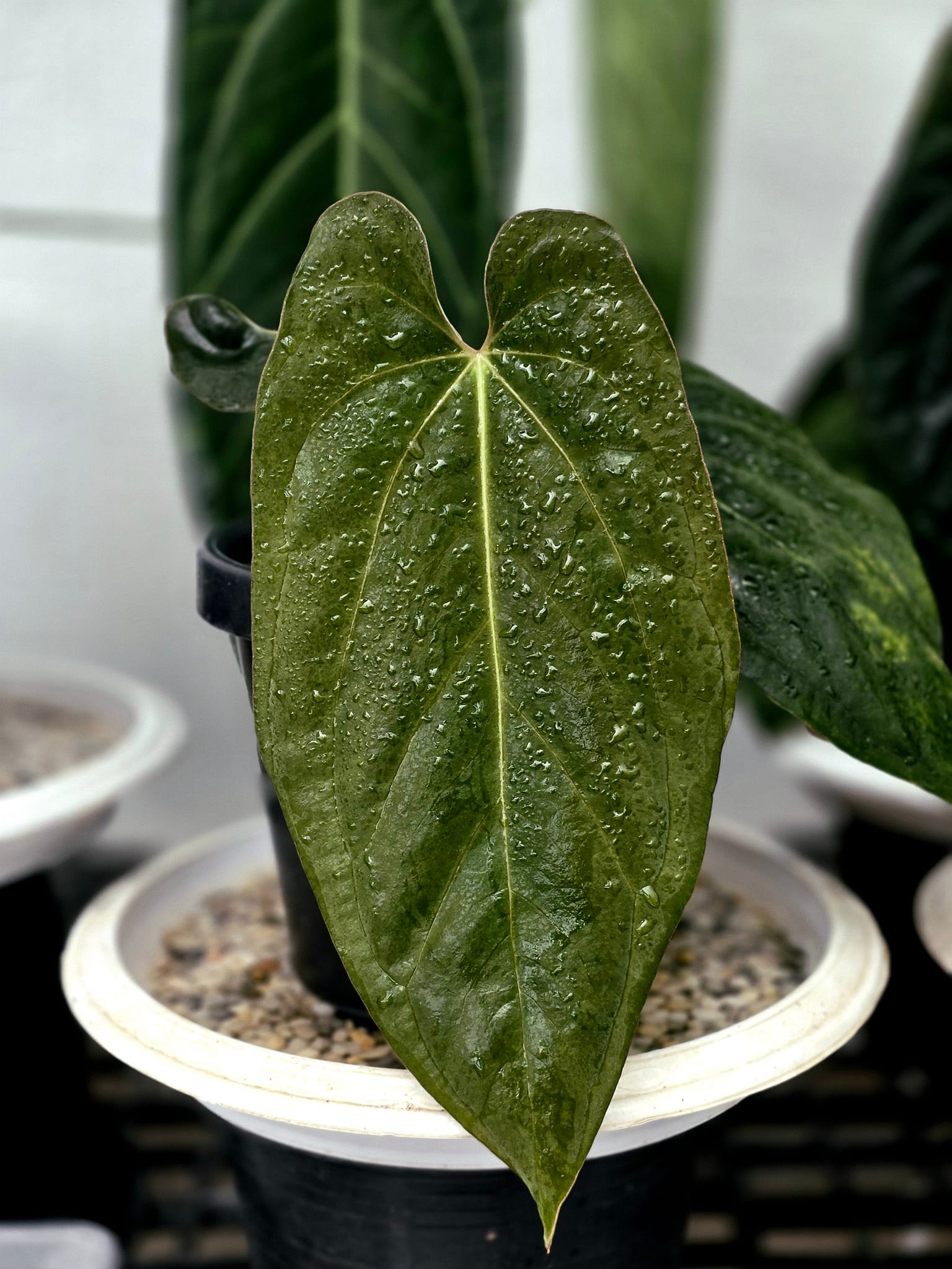 Anthurium RVDP x Ralph Lynam🇮🇩