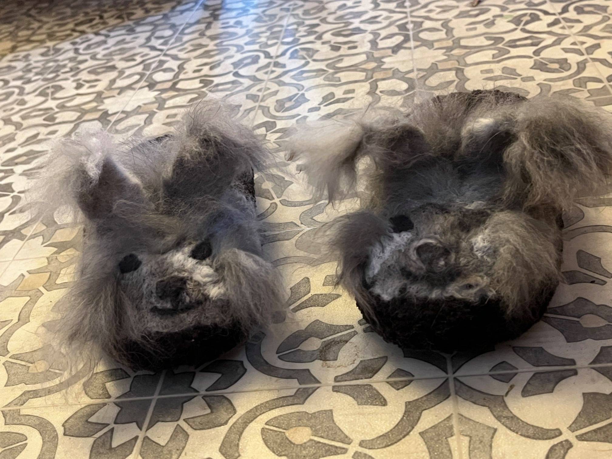 Pulaski Fluff Rabbitry - Giant Angora Rabbits in Jackson, MI