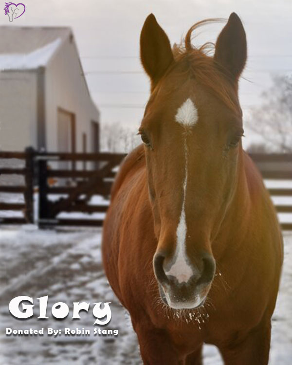 Meet Glory! A 20-year-old Sorrel... - Discovery Riders Inc.