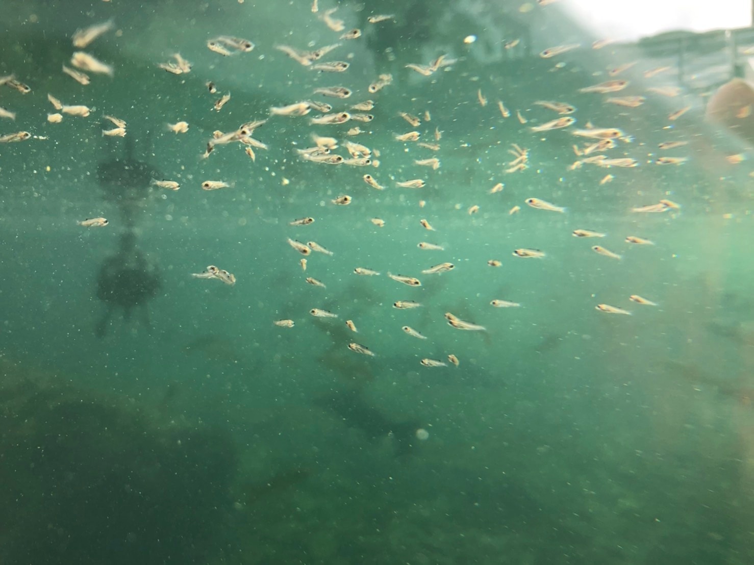 インドガビアル舎の水量は70㌧あり、水中には様々な魚が泳いでいます