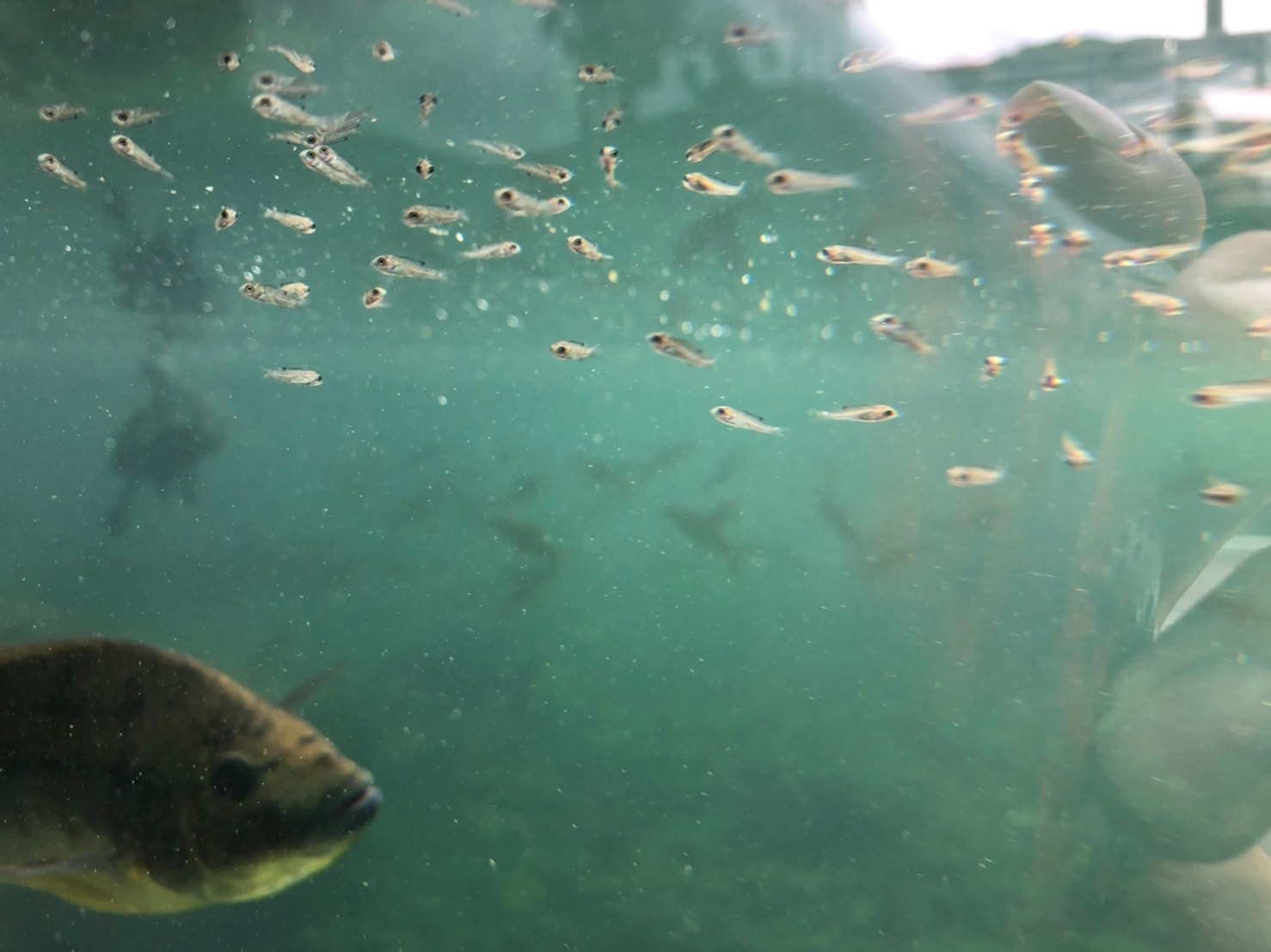 インドガビアル舎の水量は70㌧あり、水中には様々な魚が泳いでいます