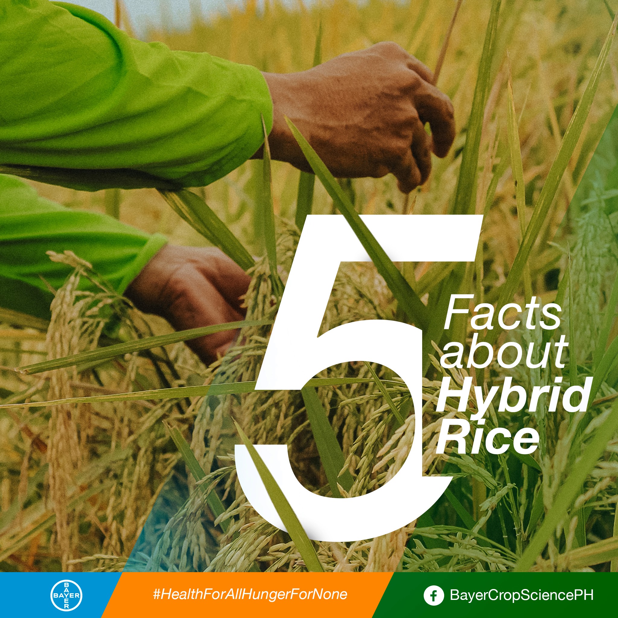 Know more about Hybrid... - Bayer Crop Science Philippines | Facebook