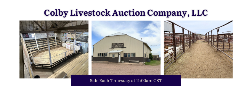 UPDATED Consignments for... - Oberlin Livestock Auction | Facebook