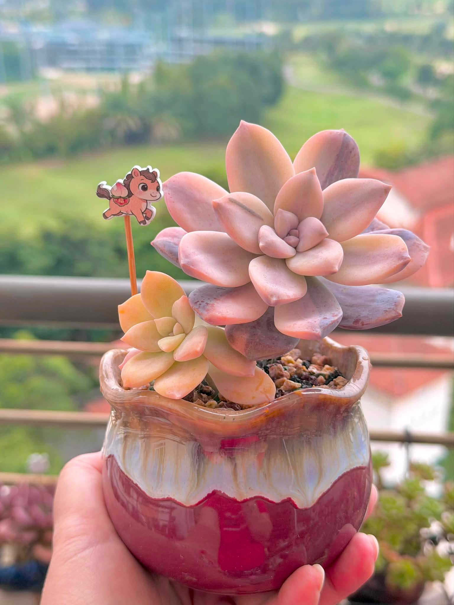 This amazing 汉堡锦Echeveria Tynie Burger variegata has such