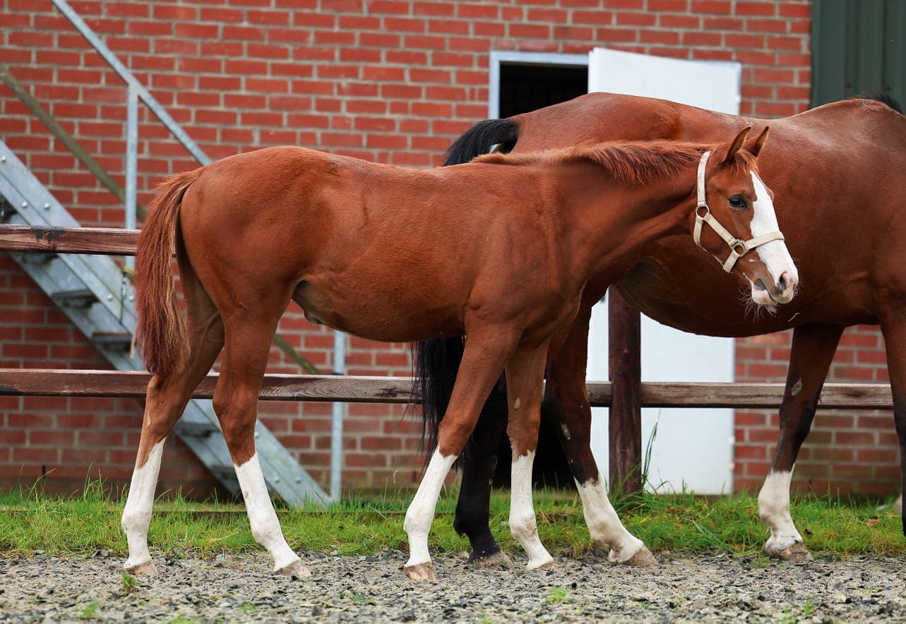 2026 Filly Don't Touch Tiji Hero, Carthago x Animo damline