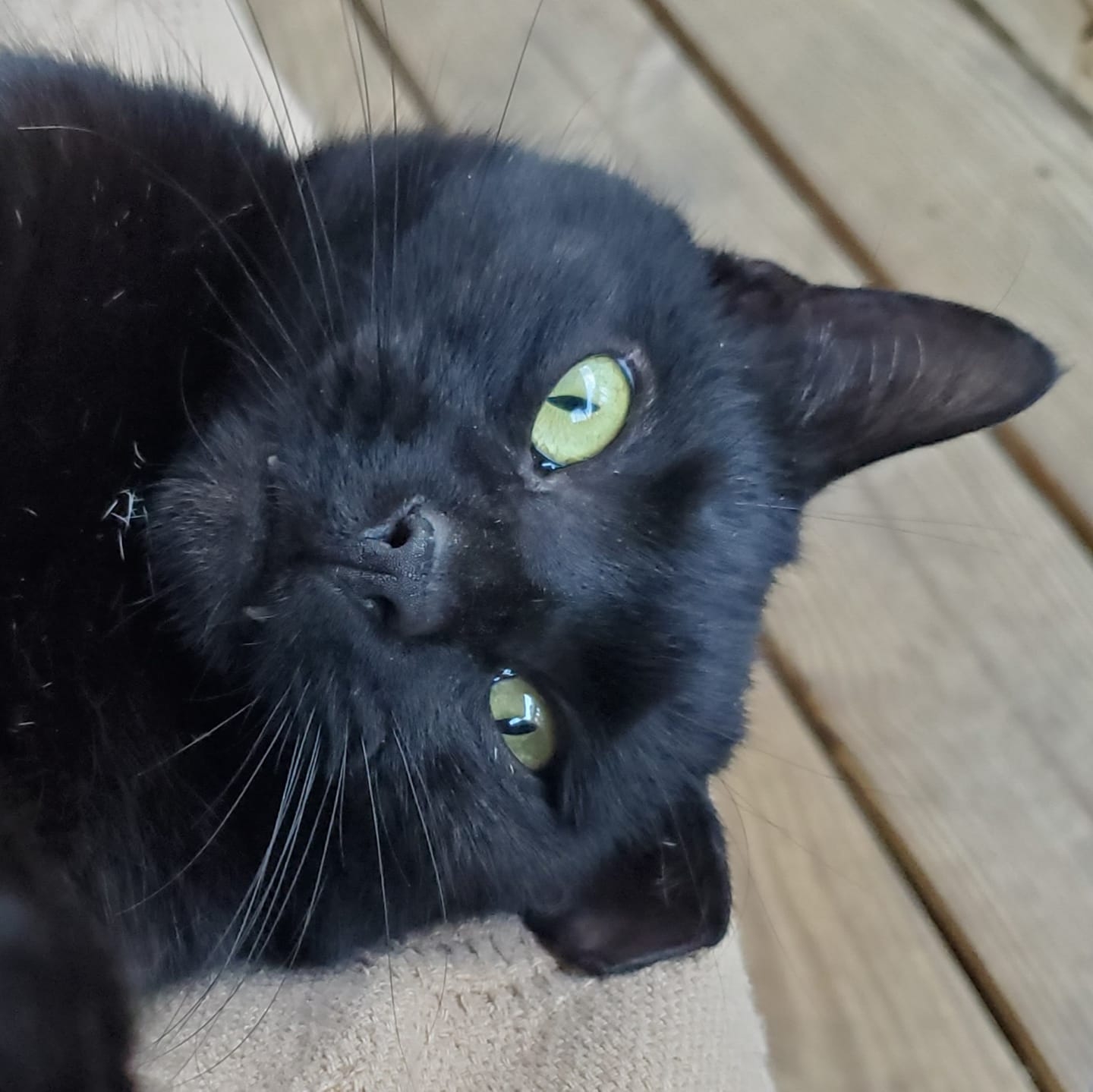 Meet the Rock Pile Kids who were... - Cherokee Stray Cats TNR